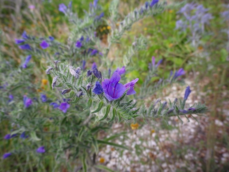 Blu elettrico - cfr. Echium plantagineum